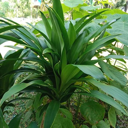 Готель Som Palmgarden Ко-Ланта Екстер'єр фото