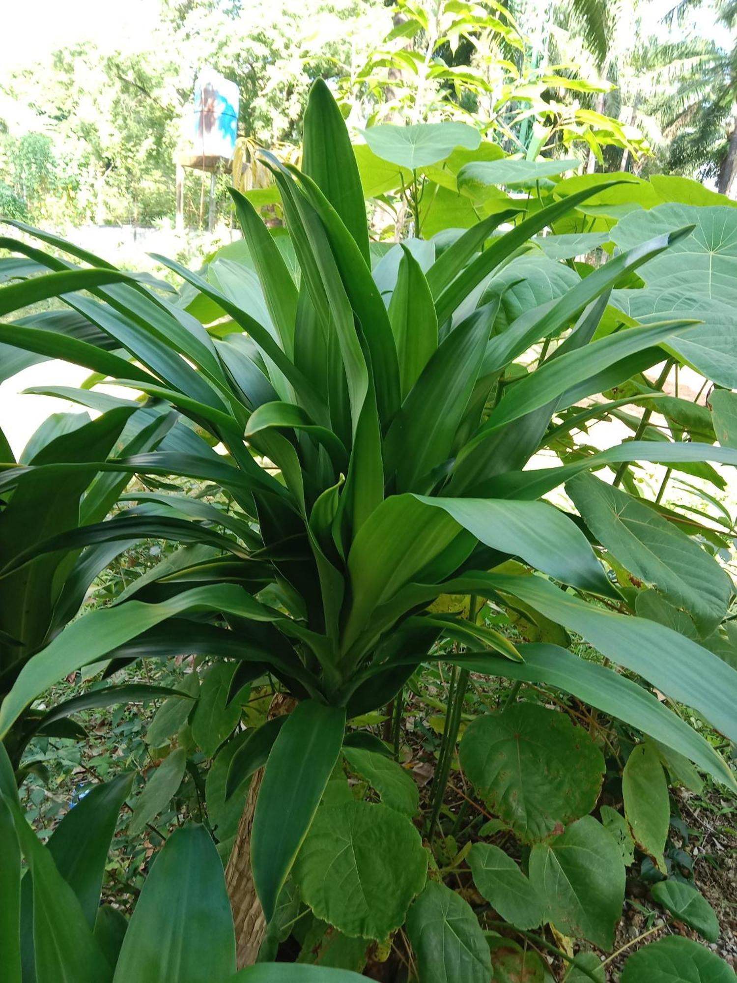 Готель Som Palmgarden Ко-Ланта Екстер'єр фото