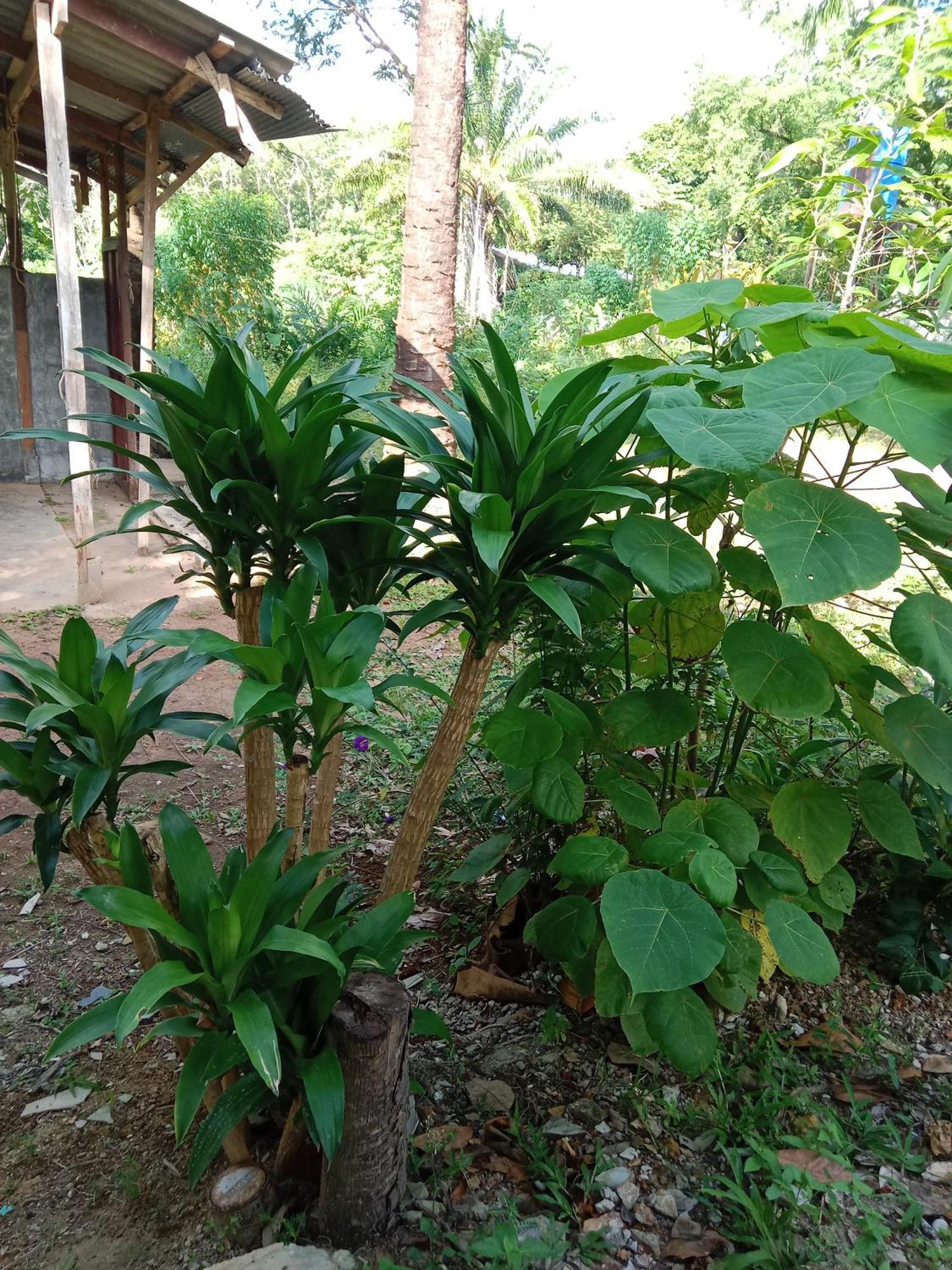 Готель Som Palmgarden Ко-Ланта Екстер'єр фото