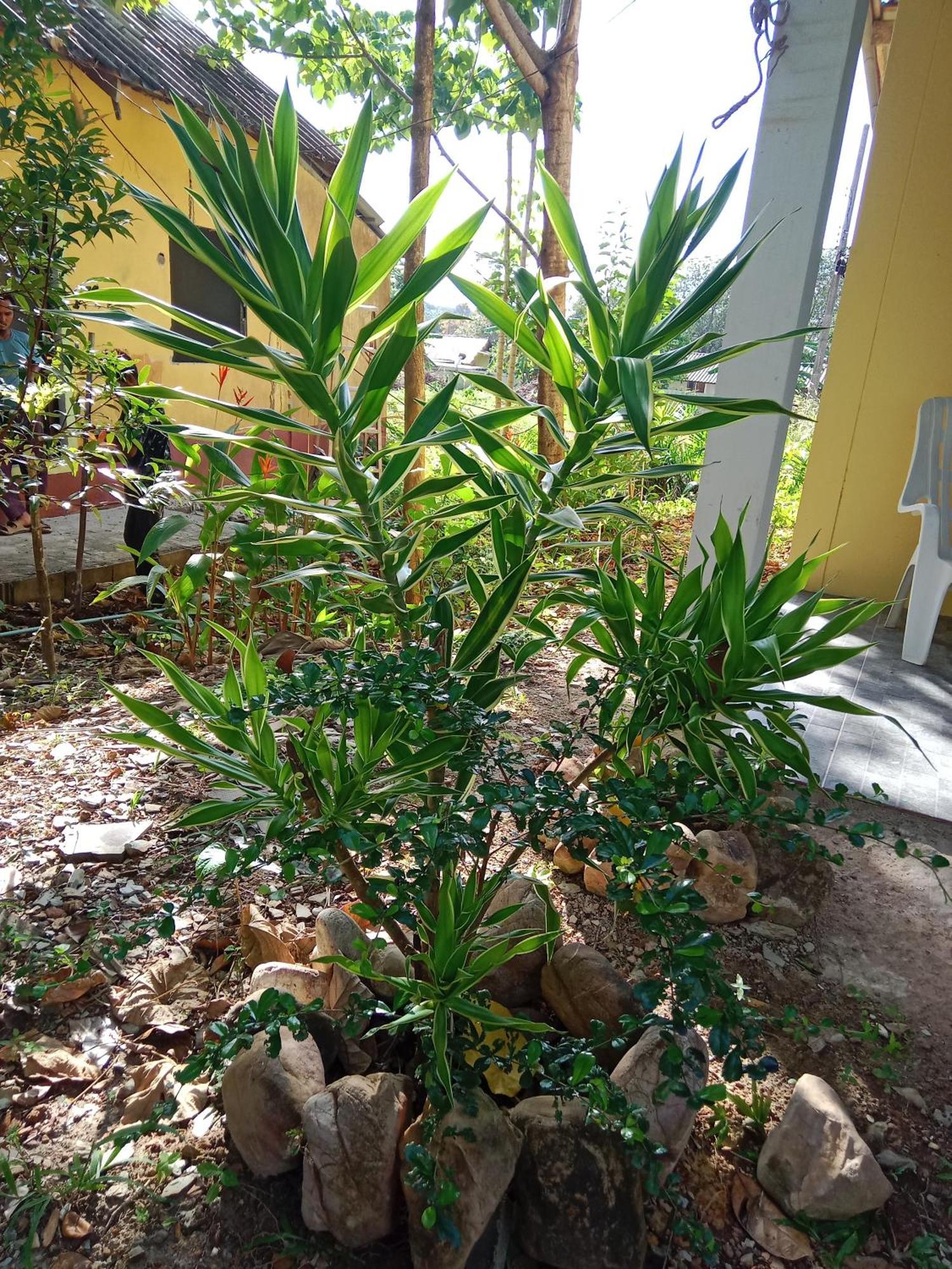 Готель Som Palmgarden Ко-Ланта Екстер'єр фото